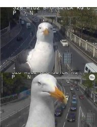 Clueless Bird Meme Template