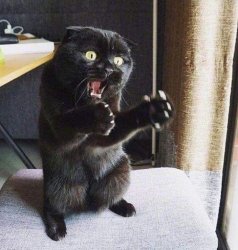 Freaked-Out Feline Meme Template