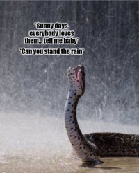 New Edition Snake Can You Stand The Rain Meme Template