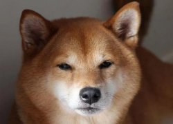 Doge Not Sure Meme Template