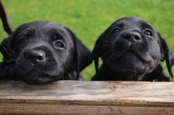 Two Labrador puppies Meme Template