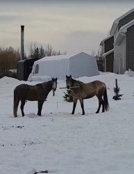 Horses caught fighting with a stick Meme Template