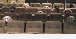 Dogs at the movies Meme Template