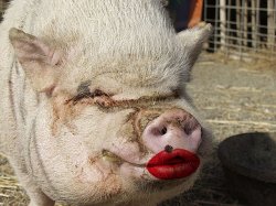 Lipstick on a pig Meme Template