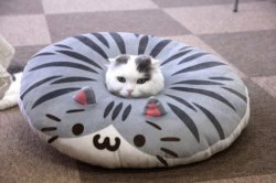 Cat pillow cat Meme Template
