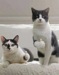 THUMBS UP CATS Meme Template