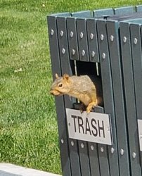 Squirrel in trash can Meme Template
