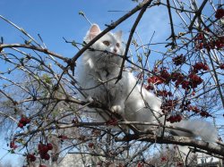 one treed off cat Meme Template