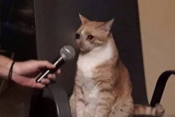 cyring cat with microphone Meme Template