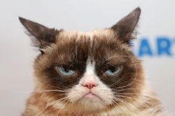 Grumpy cat Meme Template