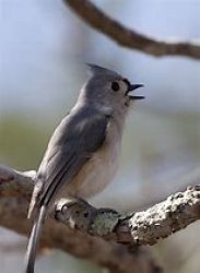 tufted titmouse Meme Template