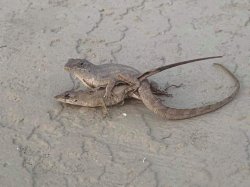 Lot Lizards Meme Template