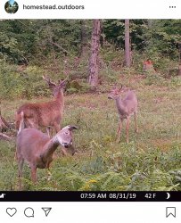 Deer Meme Template
