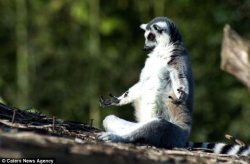 Meditating lemur Meme Template