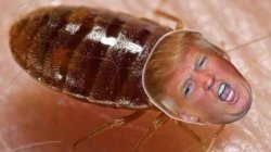 Trump crazy as a bedbug Meme Template