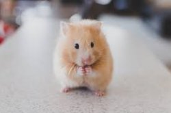 Hamster Meme Template