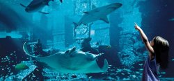 underwater city Meme Template