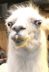 Llama Drama Meme Template