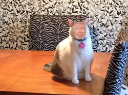 Trumpy Cat Meme Template