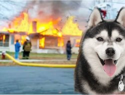 SIBERIAN HUSKY BURNED THE HOUSE DOWN Meme Template
