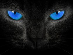 Black Cat Blue Eyes Meme Template