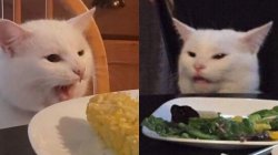 Cat's dinner table Meme Template