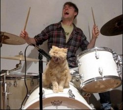 Caption Contest: Drummer Cat Meme Template