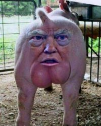 Trump pig Meme Template