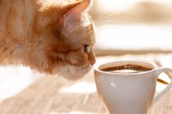 Cat coffee Meme Template