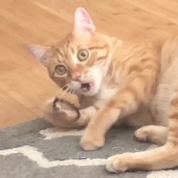 Wtf Cat Meme Template