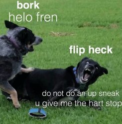 doggo fren Meme Template