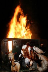 Dumpster Fire Goats Meme Template