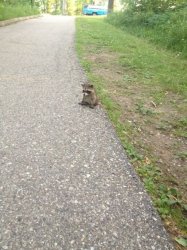 Baby racoon on the road Meme Template