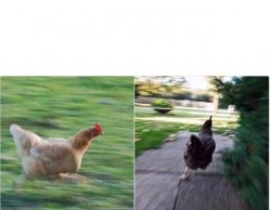 Running chicken Meme Template