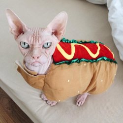WIENER CAT Meme Template