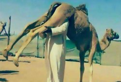 Camel urine Meme Template