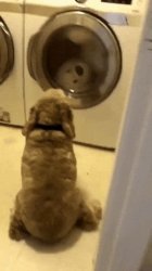 Dog watches stuffed bear in dryer Meme Template