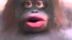 Le monke Meme Template