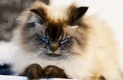 DO I MAKE MYSELF CLEAR Meme Template