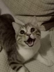 Happy cato Meme Template