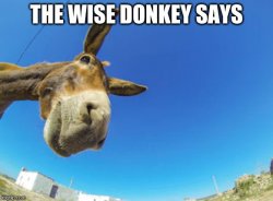 Wise Donkey Says Meme Template