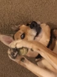 dog holding ball Meme Template