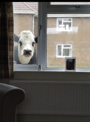 Can I come in cow Meme Template