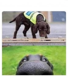 THIS DOG CAN SMELL YOU Meme Template
