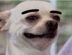 Thick eyebrows dog Meme Template