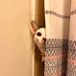 Cat peeking around curtain Meme Template
