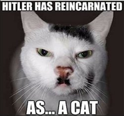 hitler cat Meme Template