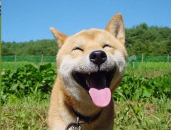 LAUGHING DOGE Meme Template