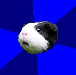 ScumBag Guinea Pig Meme Template