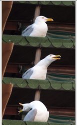 Dramatic Seagull Meme Template